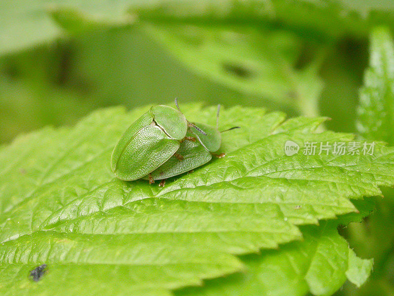 绿龟甲虫(Cassida viridis)交配